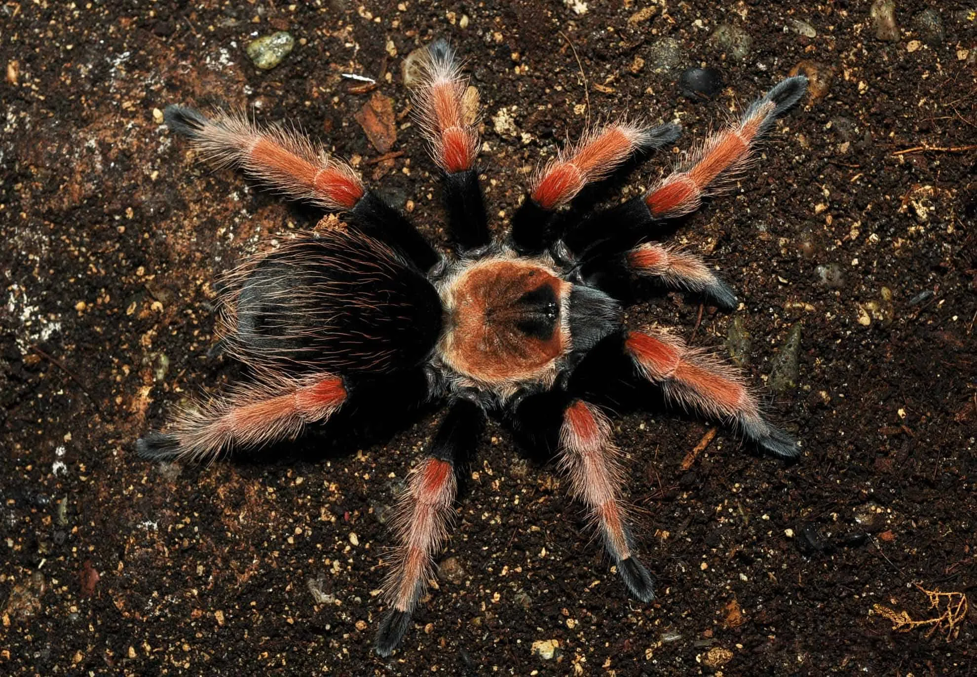 22590 fireleg tarantula substrate