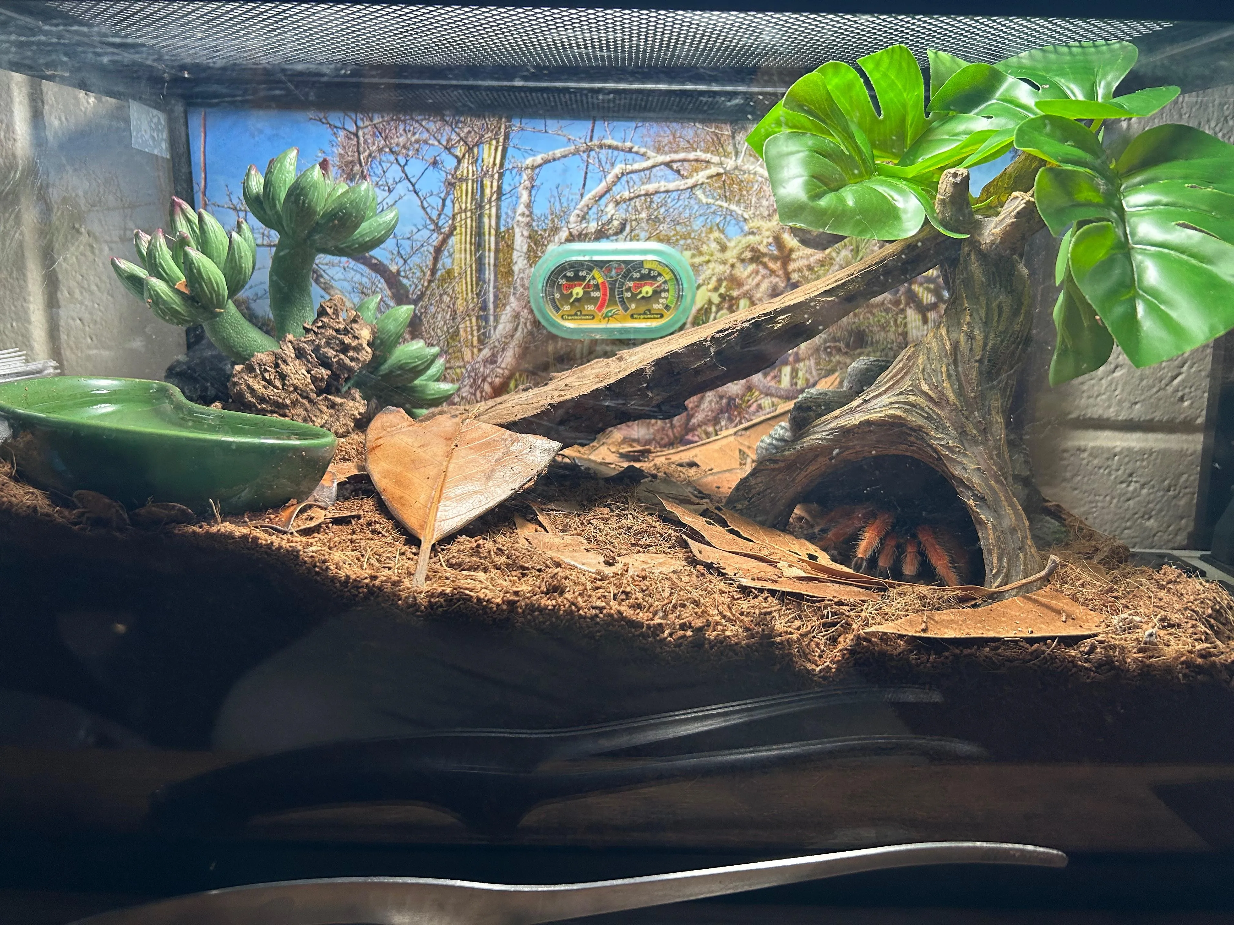 22590 tarantula decor