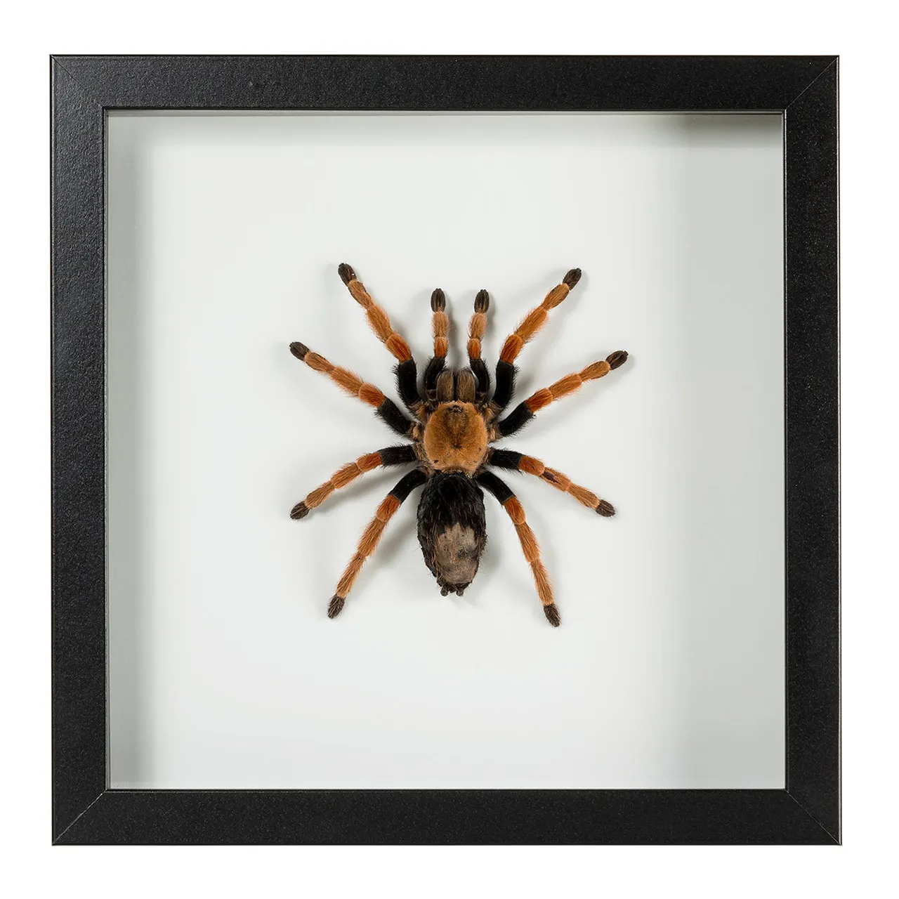 22590 tarantula water dish