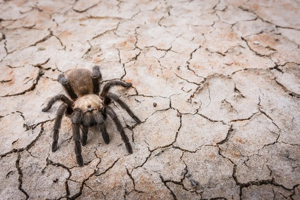 /img/22591-tarantula-ecosystem.webp