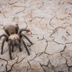 /img/22591-tarantula-ecosystem.webp