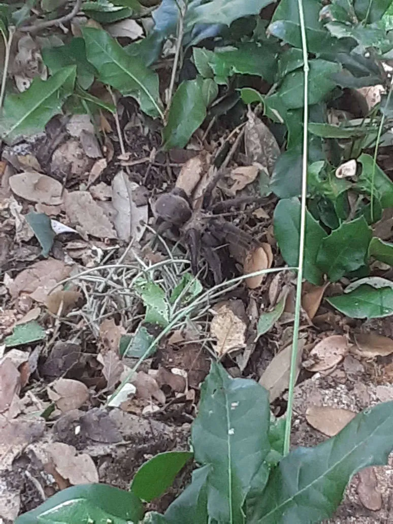 22591 tarantula safety