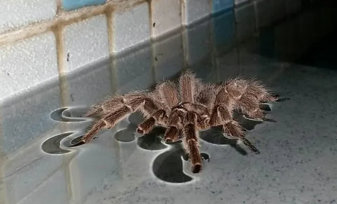 22591 texas tarantula species