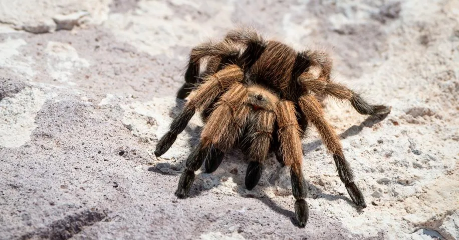 /img/22592-zimbabwe-tarantula-buying.webp