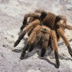 /img/22592-zimbabwe-tarantula-buying.webp
