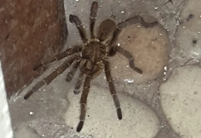 22592 zimbabwe tarantula handling