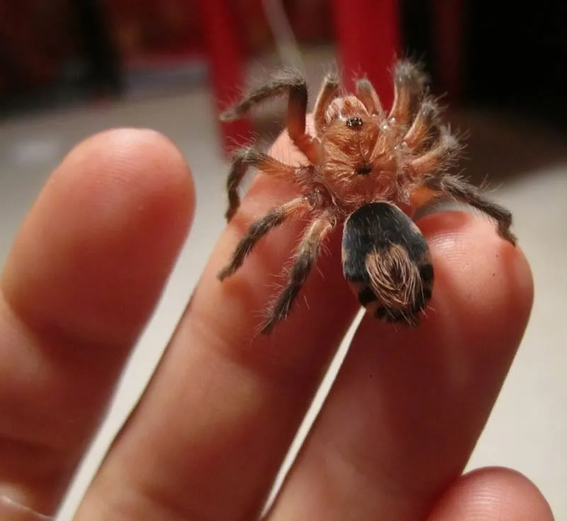 22592 zimbabwe tarantula health