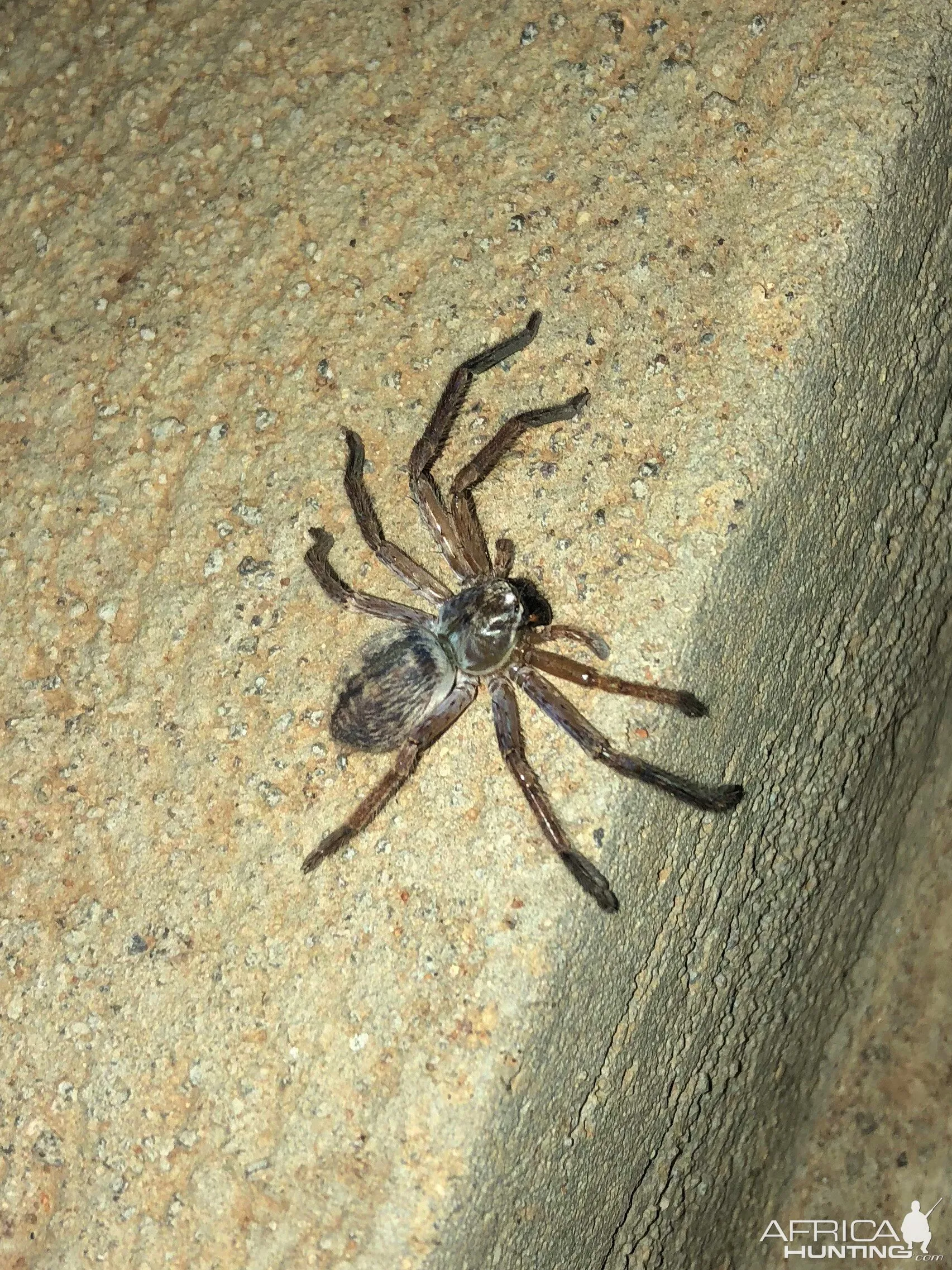 22592 zimbabwe tarantula species