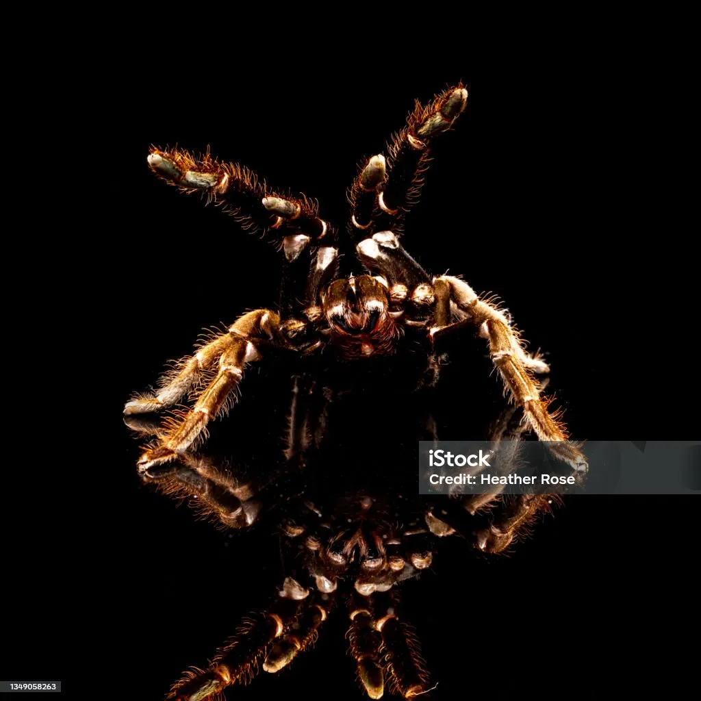 22593 tarantula habitat