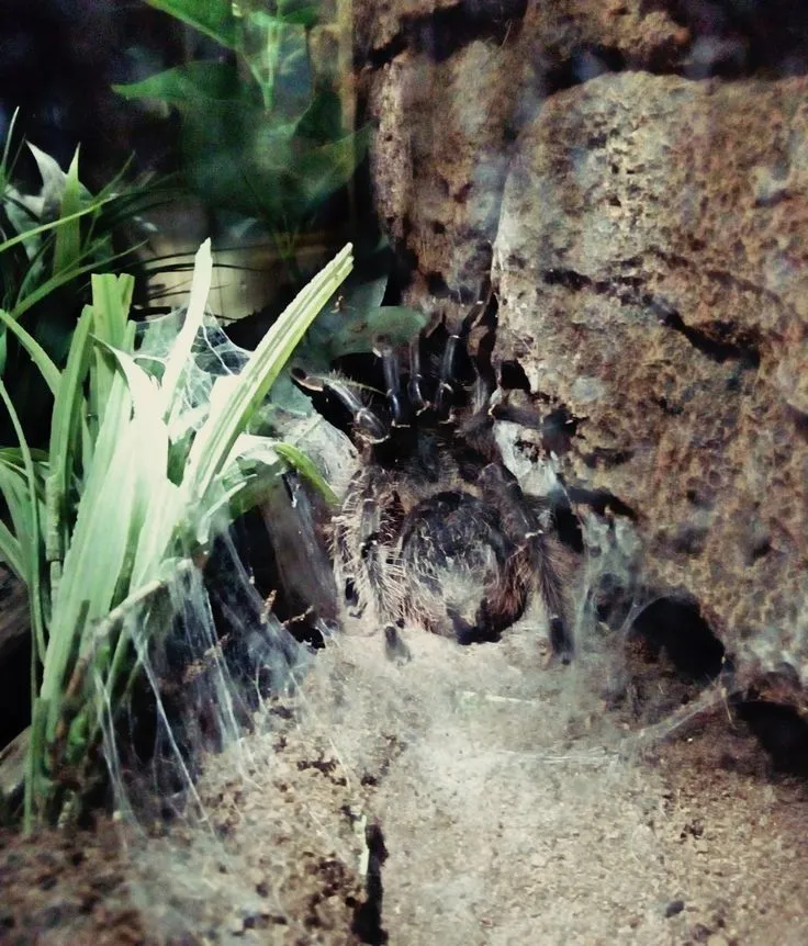 22593 tarantula hunting
