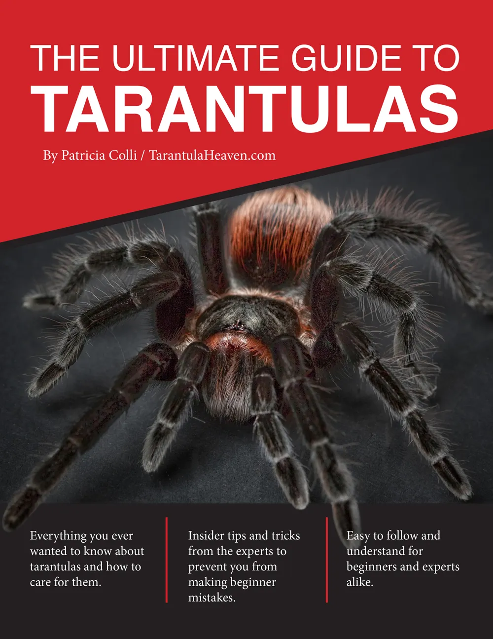 22595 healthy tarantula