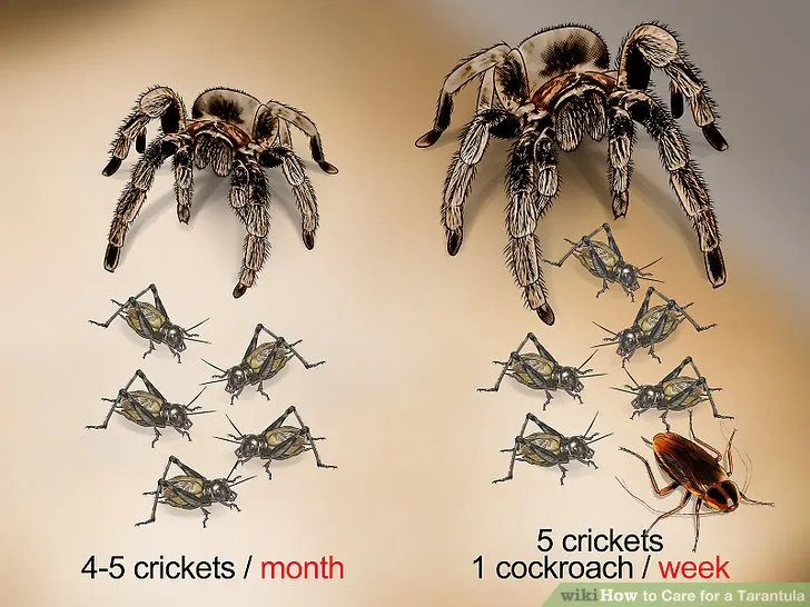 22595 tarantula feeding