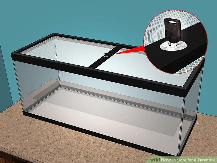 22595 tarantula handling