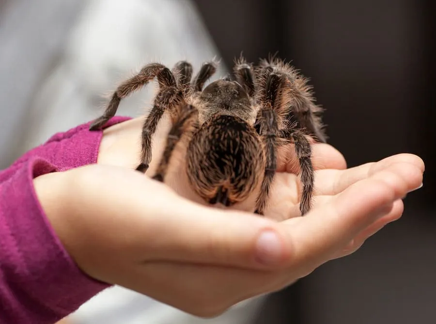 /img/22595-tarantula-species.webp