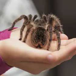 /img/22595-tarantula-species.webp