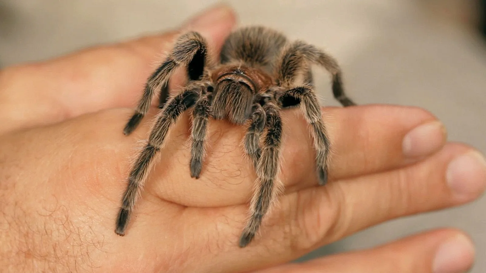 22596 feeding tarantula