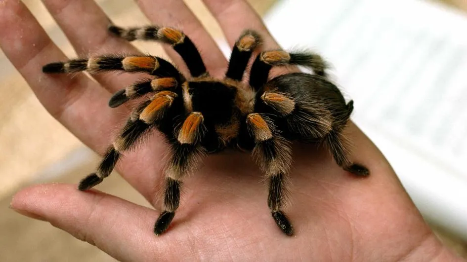 22596 tarantula handling