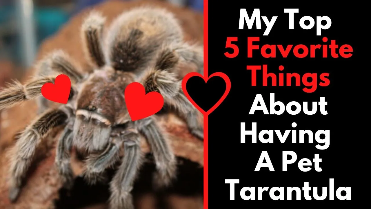 22596 tarantula molting