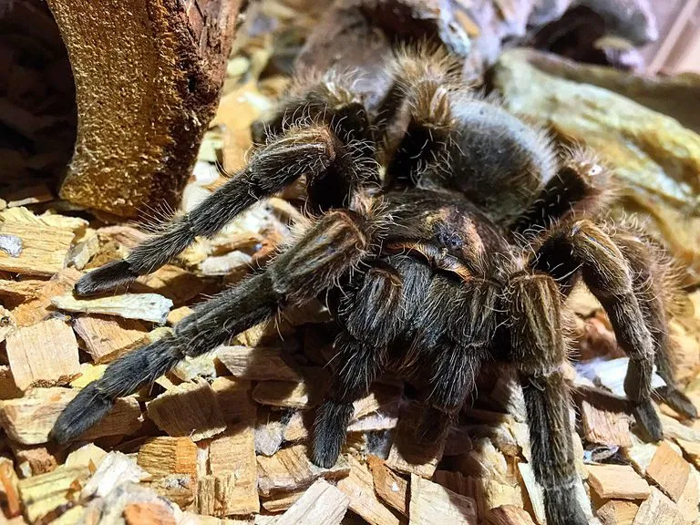 22596 tarantula substrate