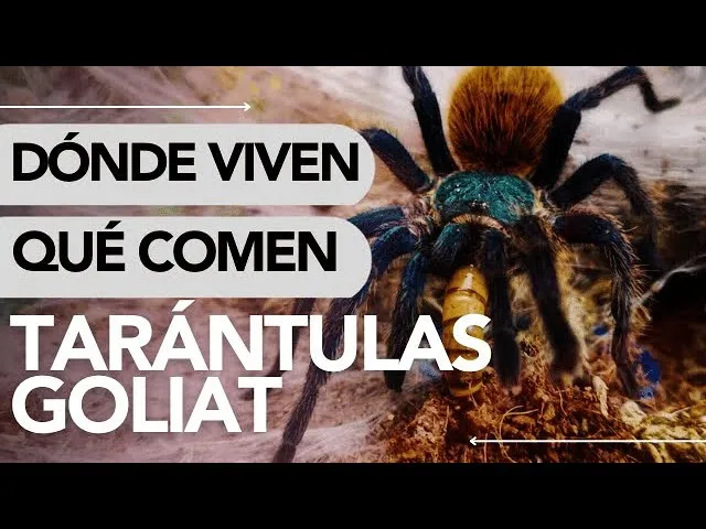 22597 tarantula enclosure