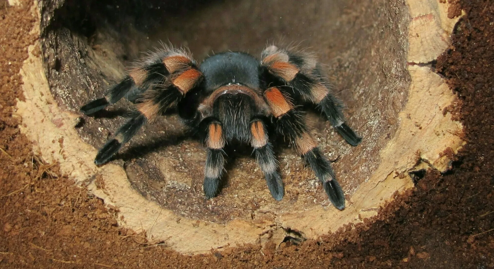 /img/22597-tarantula-feeding.webp