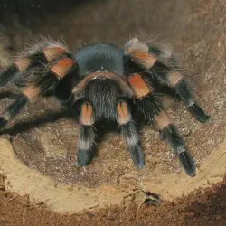 /img/22597-tarantula-feeding.webp