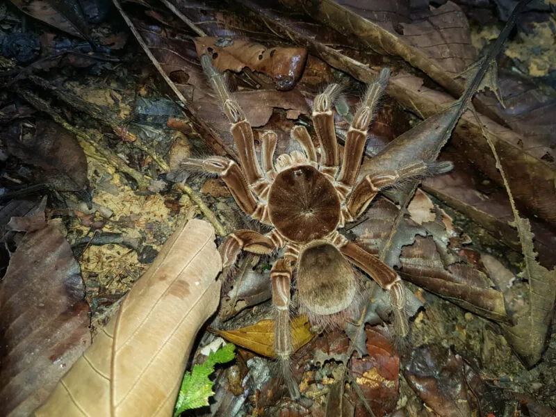 22597 tarantula habitat grassland