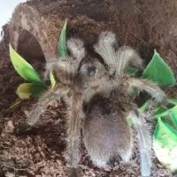 22598 arkansas tarantula species