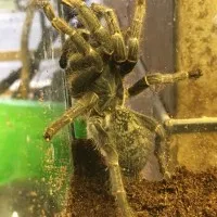 22598 male vs female tarantula
