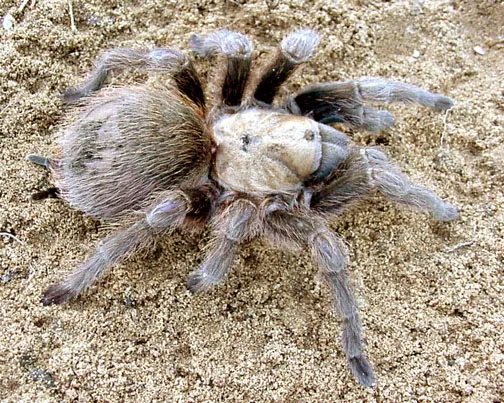 22598 tarantula migration viewing locations