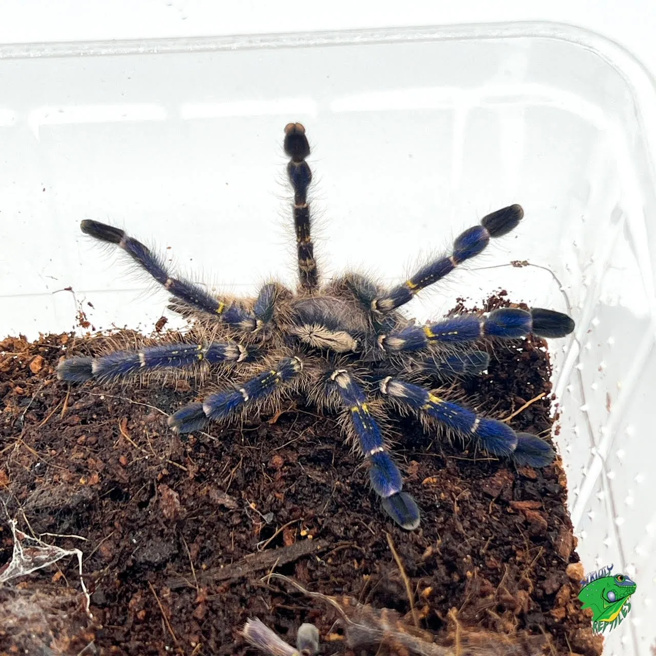 /img/22599-safe-environment-tarantula.webp