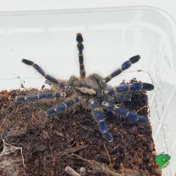 /img/22599-safe-environment-tarantula.webp