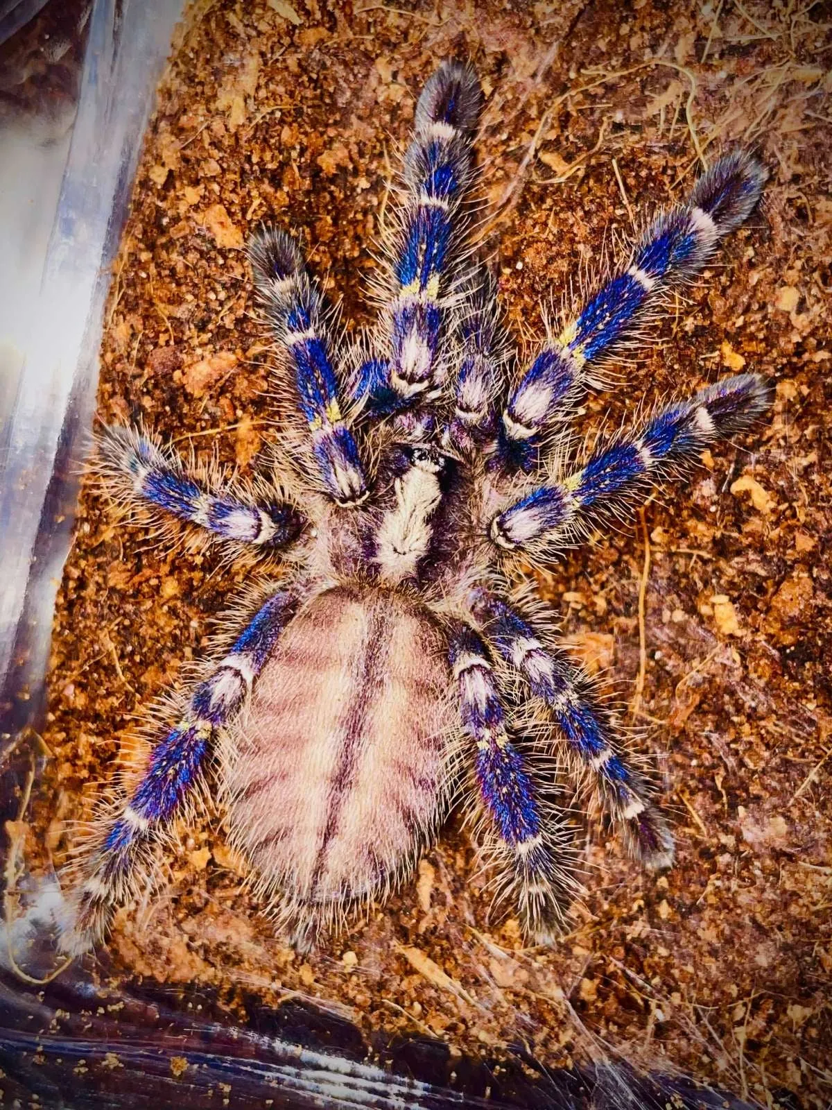 22599 tarantula bite symptoms