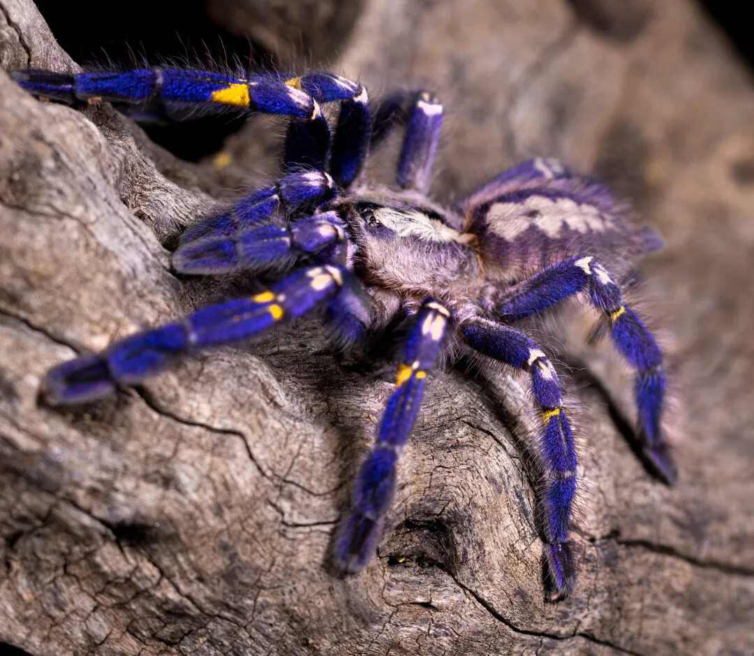 22599 tarantula venom