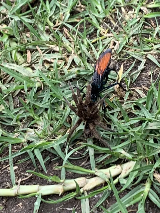 22600 dog adaptability