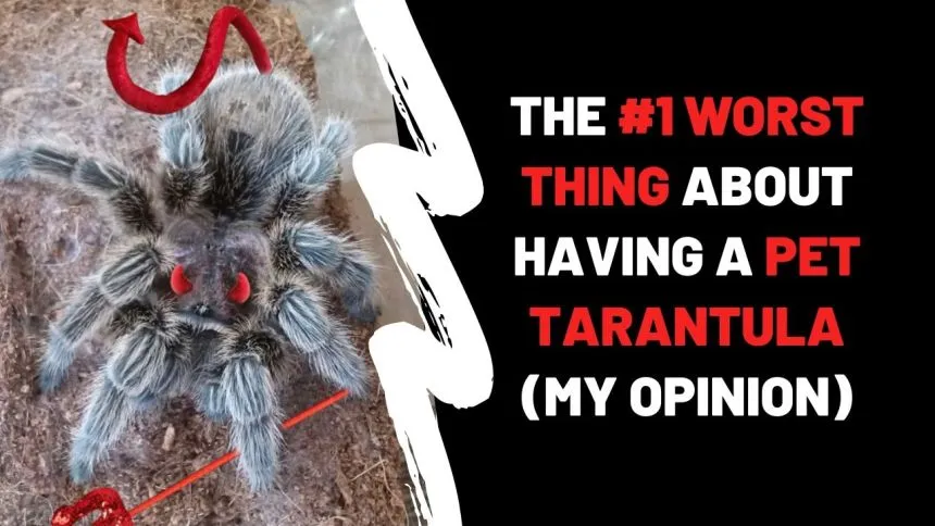 22600 tarantula hunting