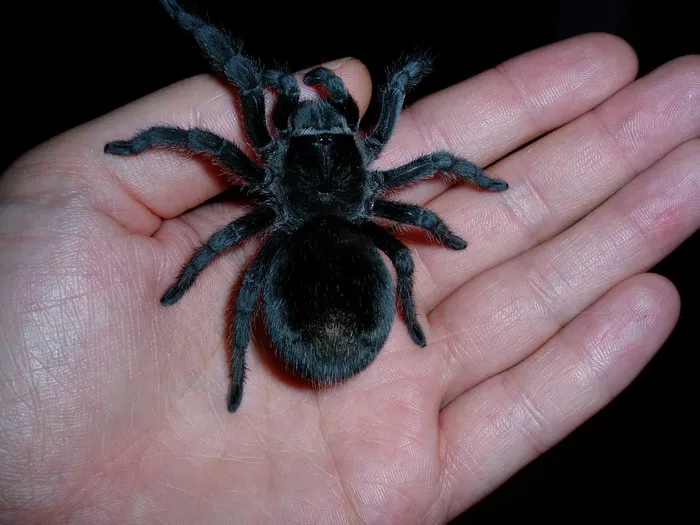 /img/22601-brazilian-black-tarantula-male-female.webp