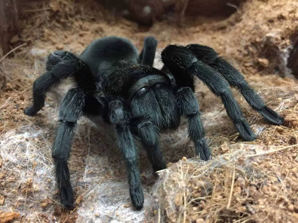 22601 healthy tarantula