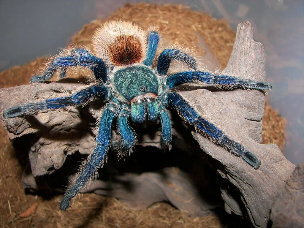 22603 green bottle blue tarantula 2