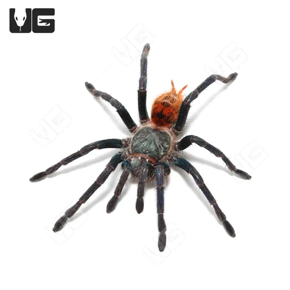 22603 green bottle blue tarantula 6