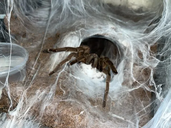 22604 asian fawn tarantula humidity